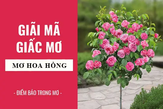 Mơ Thấy Hoa Hồng Đỏ: Giải Mã Ý Nghĩa Tâm Linh Và Bí Số May Mắn