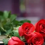 Mơ Thấy Hoa Hồng Tím: Giải Mã Ý Nghĩa Từ Tâm Linh Đến Thực Tế