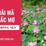 Mơ Thấy Hoa Sen Nở: Ý Nghĩa Giấc Mơ Và Ứng Dụng Trong Đời Sống