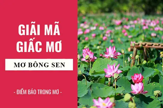 Mơ Thấy Hoa Sen Nở: Ý Nghĩa Giấc Mơ Và Ứng Dụng Trong Đời Sống