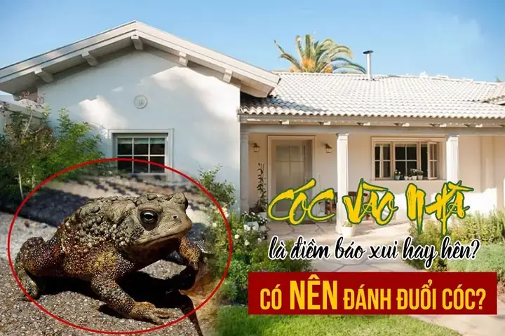 Giấc Mơ Cóc Vàng: Ý Nghĩa Từ Tâm Linh Đến Khoa Học Giấc Mơ Cóc Vàng: Ý Nghĩa Từ Tâm Linh Đến Khoa Học