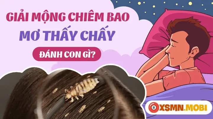 Mơ Thấy Con Chấy Là Gì? Giải Thích Ý Nghĩa Tâm Lý & Lời Khuyên Thực Tế Mơ Thấy Con Chấy Là Gì? Giải Thích Ý Nghĩa Tâm Lý & Lời Khuyên Thực Tế