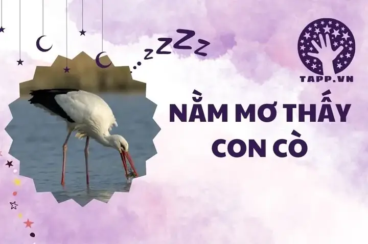 Nằm Mơ Thấy Con Cò: Giải Mã Ý Nghĩa Từ A Đến Z Nằm Mơ Thấy Con Cò: Giải Mã Ý Nghĩa Từ A Đến Z